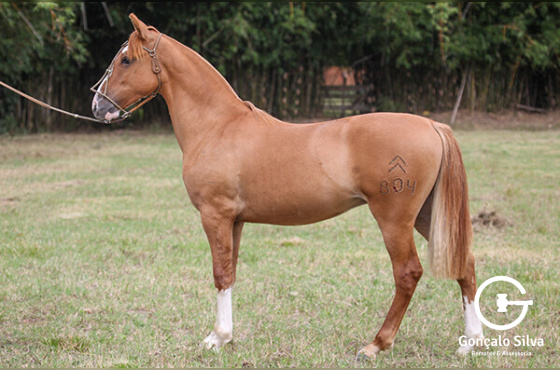 SOMBREIRO TAPEADO DO MAKO