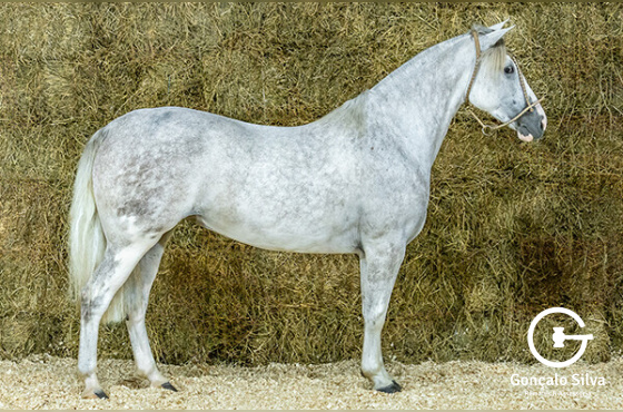 HISTÓRIA DA FIGUEIRA