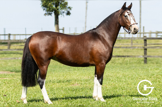 JAGUATIRICA DE SANTA LARISSA 