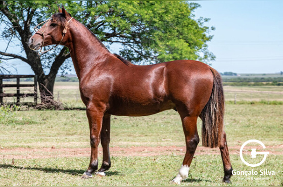 TALENTO LA COMPOSTELLA