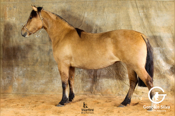 VENTANIA DA DON FERRANTE 