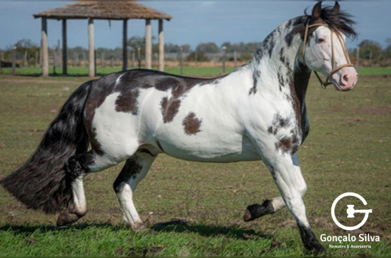 PINTASILGO DA RIO BONITO