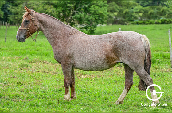 URTIGA DO RINÇÃO DA FEITORIA 