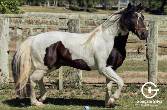 DIREITO DE USO 5 COBERTURAS ALGO TENGO DO PURUNÃ