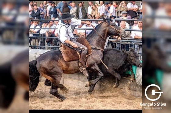 RZ REVUELTO CRISTAL DA CARAPUÇA