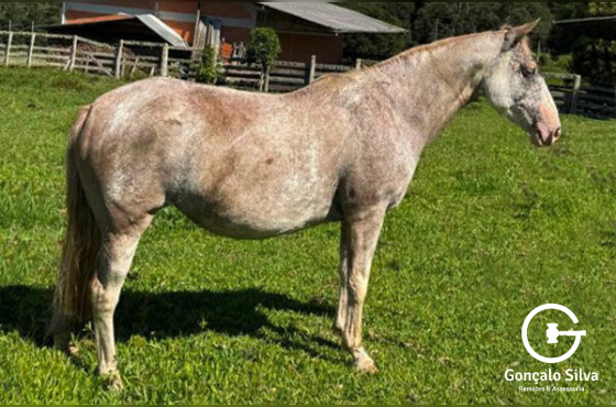 TERTULIA II DA RECONQUISTA