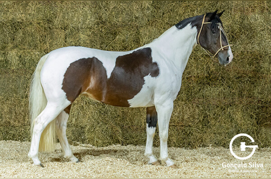 RABISCADA DA MANCHESTER