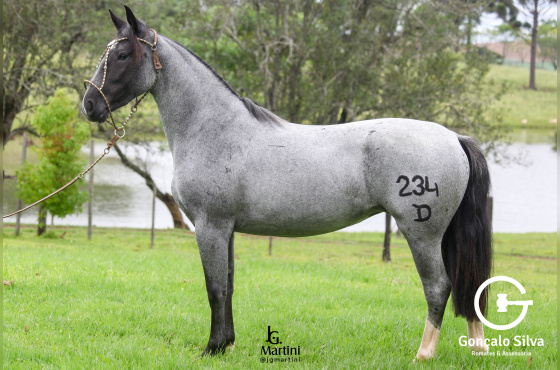 XENA DA SÃO JOÃO DO BURITY