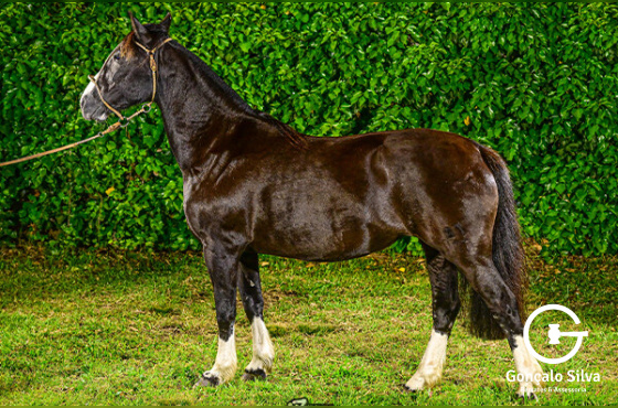 VENDA VERTICAL ÚNICA AP DO CAMBOIM OU ORIGEM DO CAMBOIM - TE
