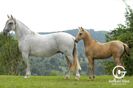 INDIA LIGEIRA 1471 C MAUFER 