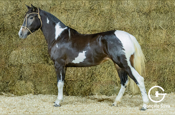 CATARINA DA BOTUVERÁ SR