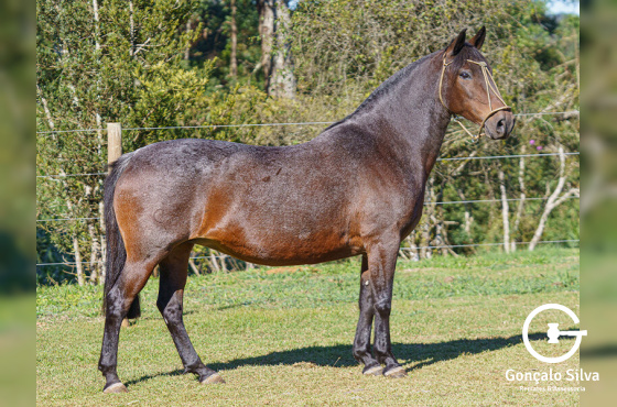 AMANARA DA QUIBAANA