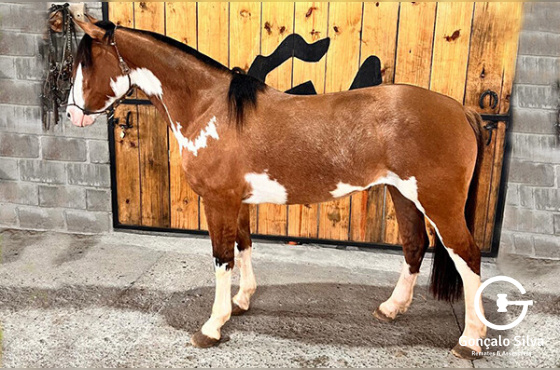 PP AURORA DA RENASCER