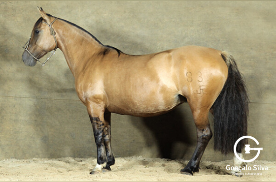 UMA FESTA DA BOA VISTA 