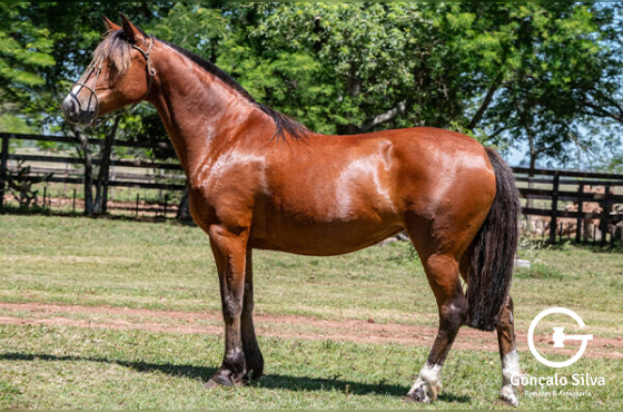 LAVIGNA LA COMPOSTELLA