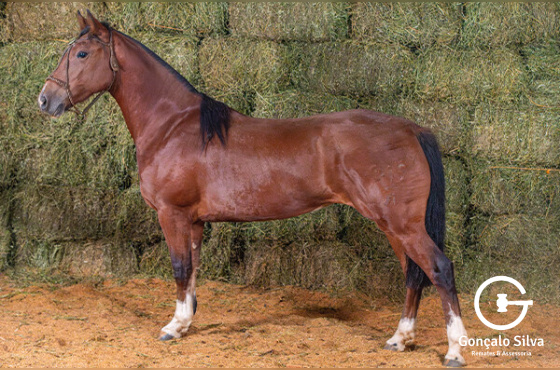 HABANERA 449 DA MACENA