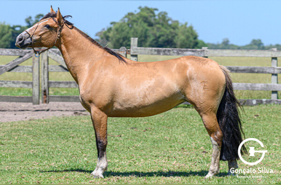VIZINHA DO PASSO FUNDO