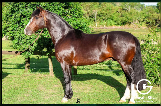 PILERO LUJOSO