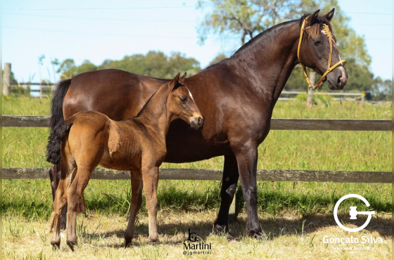  LAS CALLANAS MERMELADA