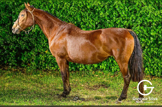 SANTA FÉ G DO CAMBOIM