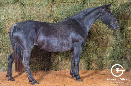 VANERA DO ANDRADE ( VENDA VERTICAL )