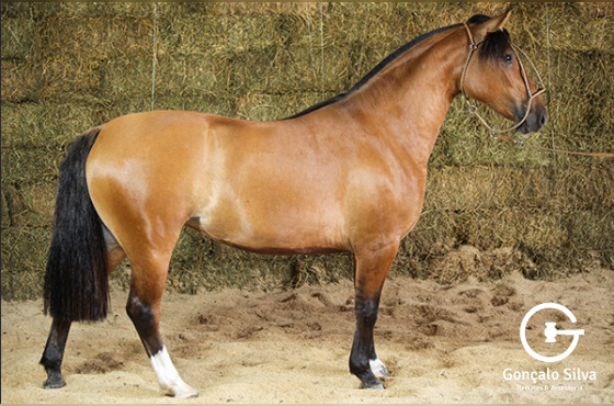 ÚNICA DO TABOÃO - TE 