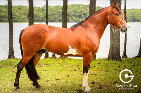 OSSO DURO DA ESTANCIA CAVERA 