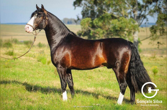 MARCONI CONCHA Y TORO