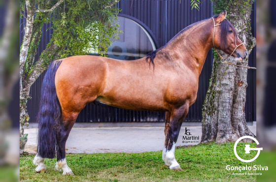 ORACULO DA VENDRAMIN - TE 