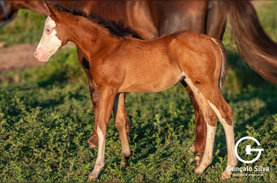 VERTICAL  QUEEN KETIE GUN OU PEPPY SMART GUN
