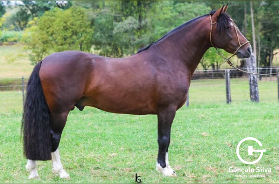 Dakota de Quaraci 