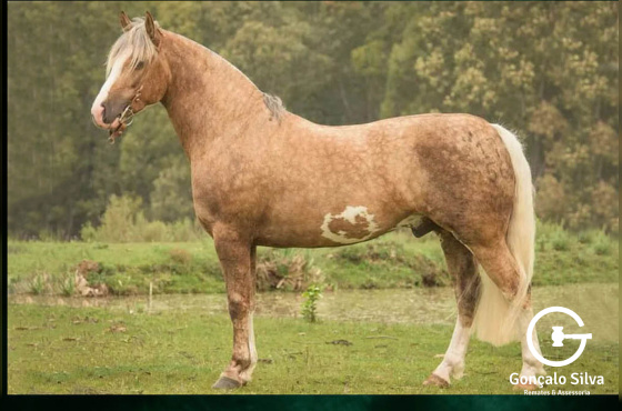 RZ MAGANO II DA CARAPUÇA