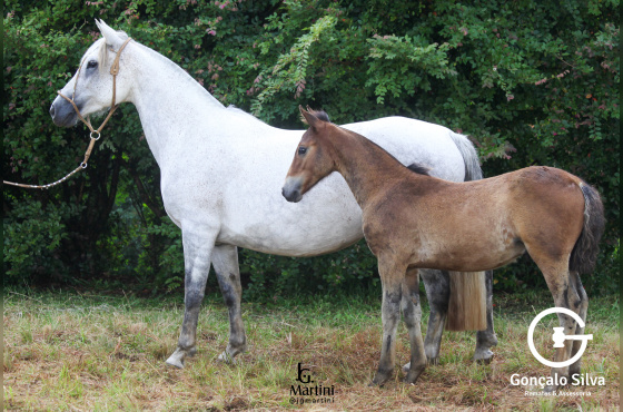 ORDEM CERTA DO CAÇADOR 