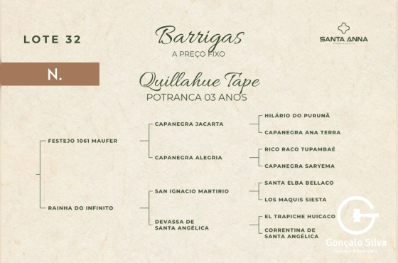 QUILLAHUE TAPE