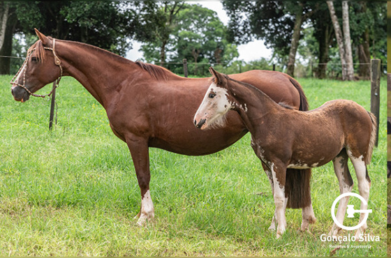 CATARINA LABOURÉ OLARIA