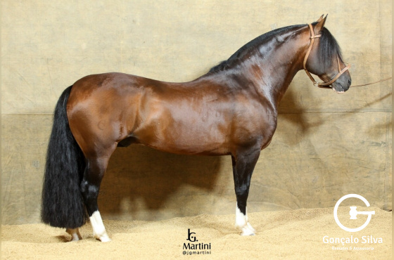 COBERTURA DARTAGNA DO PURUNÃ 