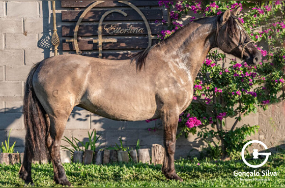 JURÉIA DA RIO BONITO