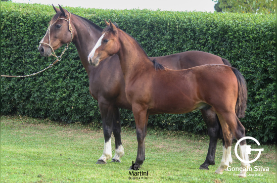 MANTA PAMPA DA MAIOR