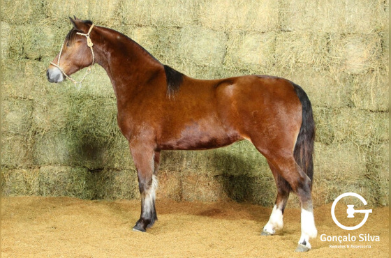 RE UNA MÁS-TE (VENDA VERTICAL|)