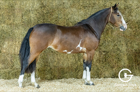 CONSTANTE 690 DO ARREGUI