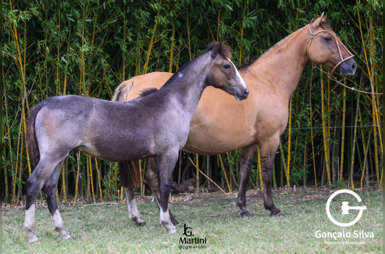 RAINHA II DO ACEGUÁ