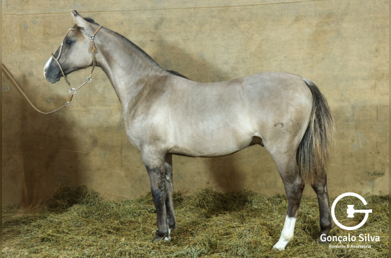 MONTE PAMPERO MUCHO GUSTO