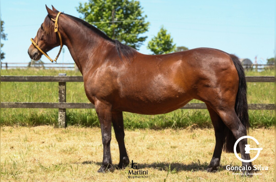  META Y PONGA CHARRUA