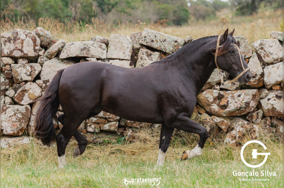 KARDEC DO VEIO D'ÁGUA - COBERTURAS