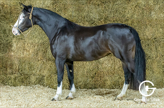 BARÃO DE ACEGUÁ CURUZU