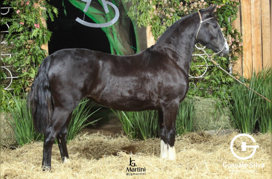 AS MALKE OBSCURA II