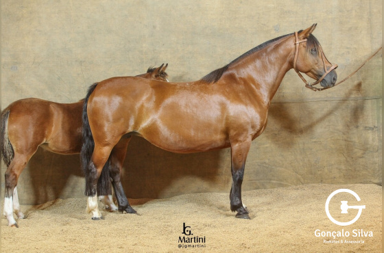 LA AMISTAD DA VENDRAMIN 