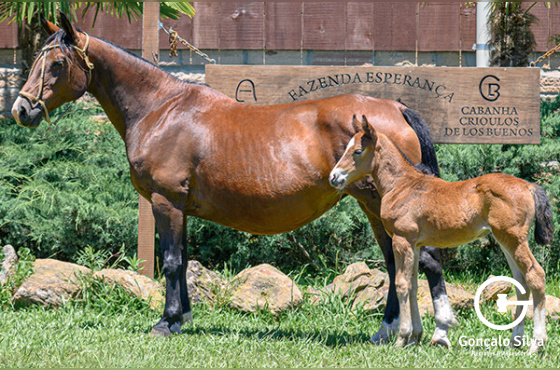 LA MONTURA FELICIDAD