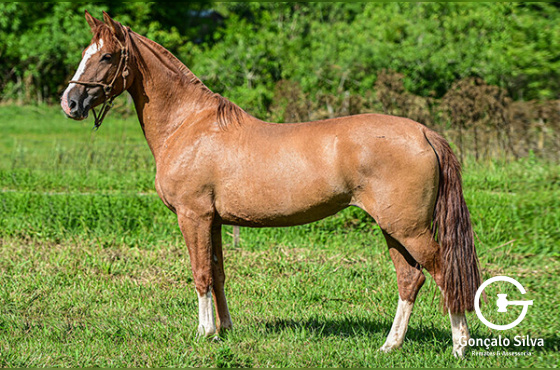 HORA CERTA DO RECADO