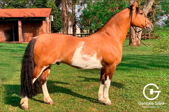 LAMPIÃO DO MACANUDO